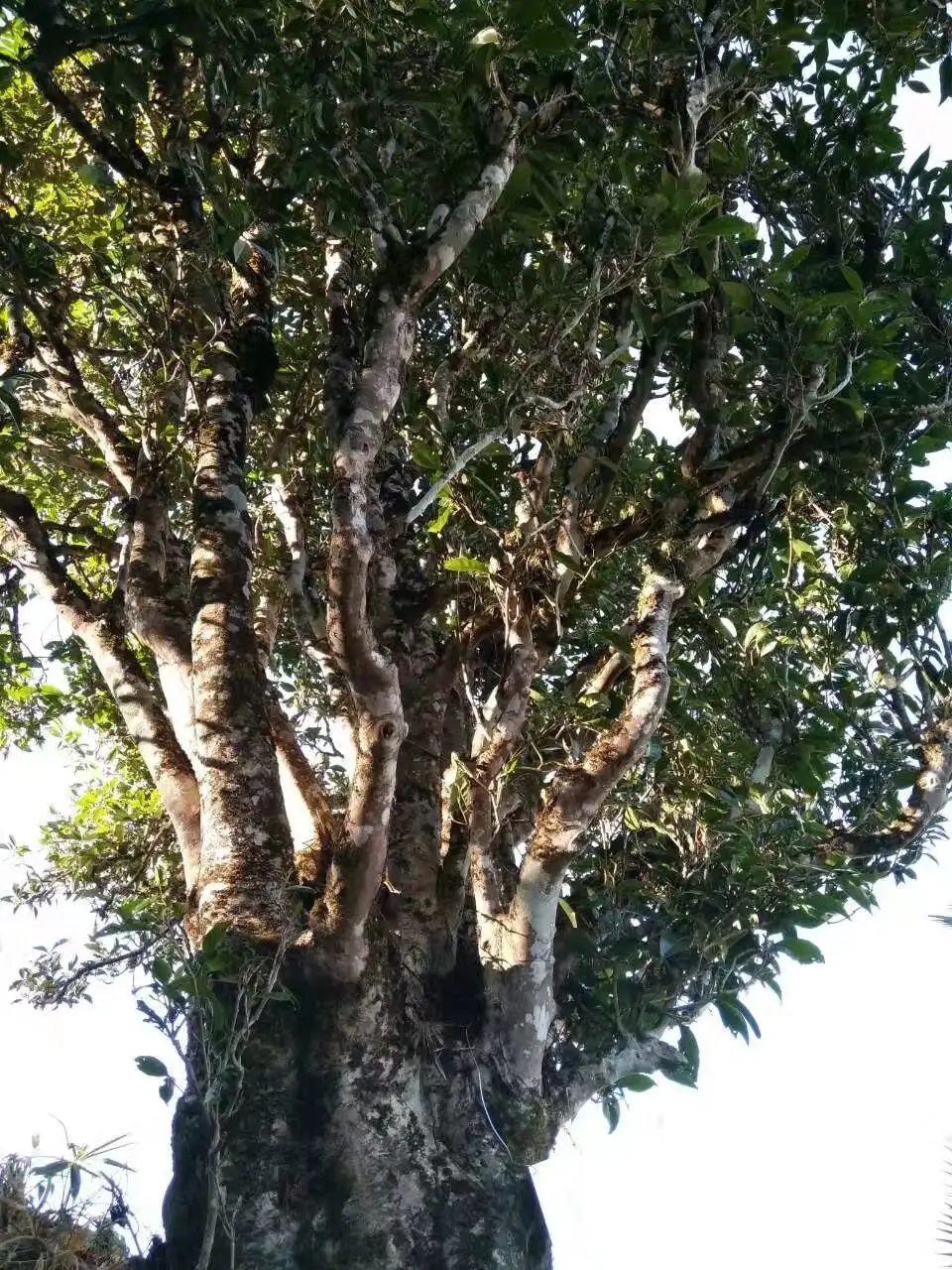 2023年麻栗坡古樹春茶口感怎么樣？