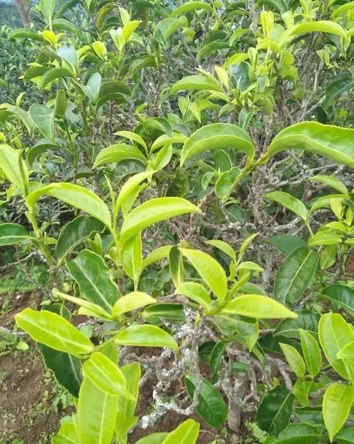 2023年鍋底塘古樹春茶口感如何？