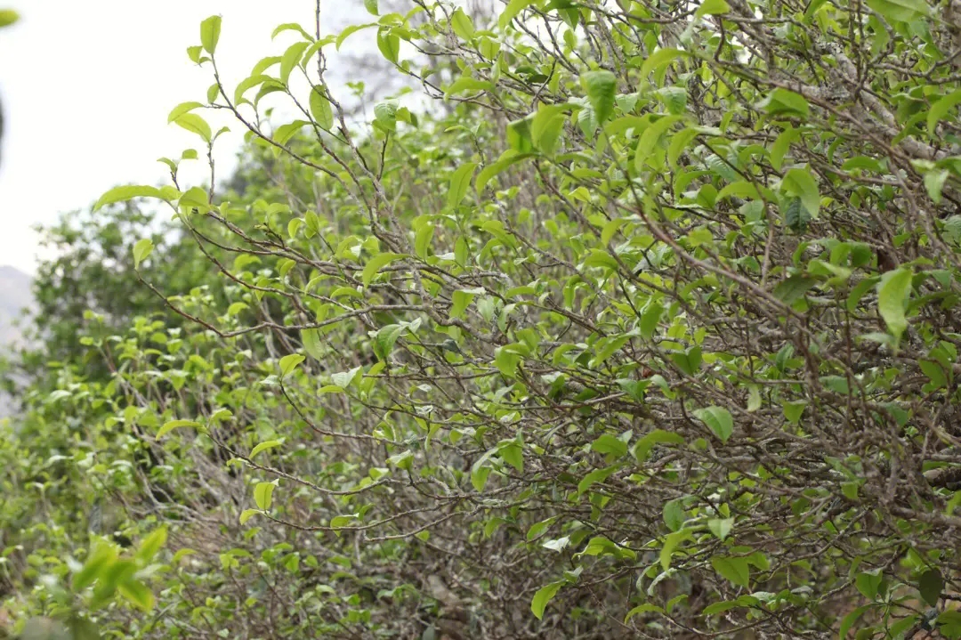 2023年鍋底塘古樹春茶價(jià)格多少？