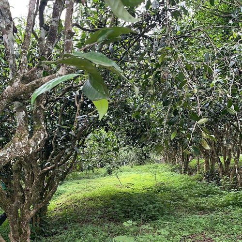 2023年永德大雪山古樹春茶特點(diǎn)是什么？