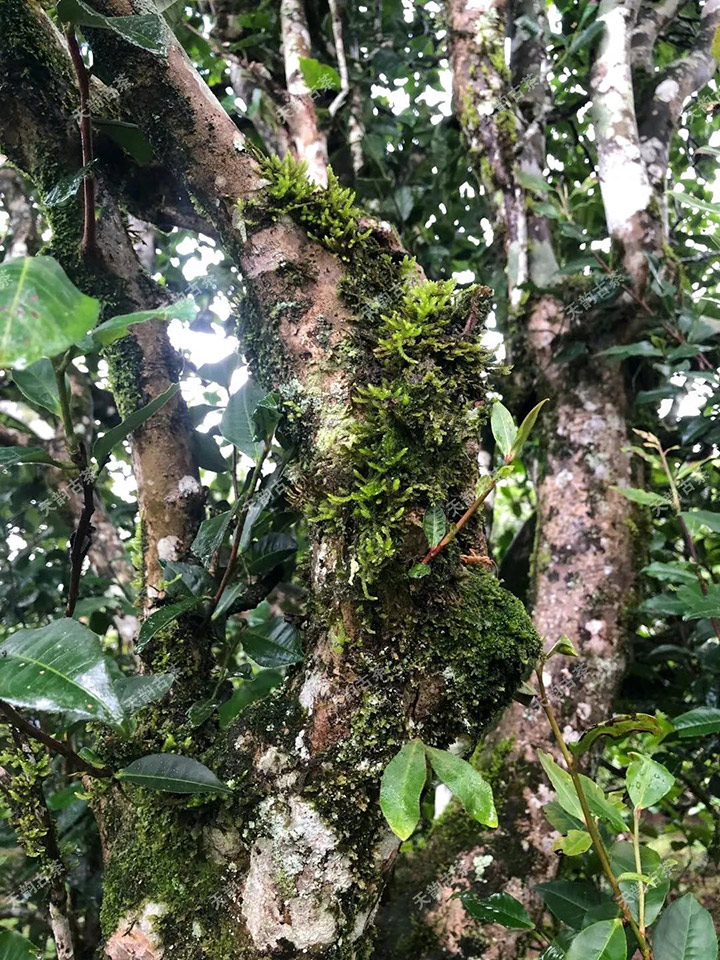 2023年永德大雪山古樹春茶品質(zhì)如何？