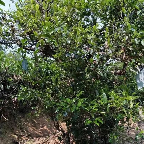 2023年永德大雪山古樹春茶口感怎么樣？