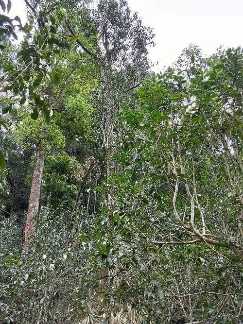 2023年多依樹古樹春茶品質(zhì)如何？