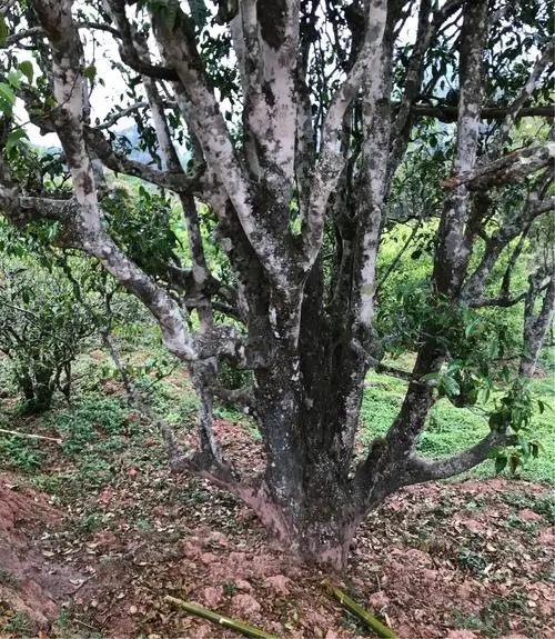 2023年易武張家灣古樹春茶特點(diǎn)是什么？