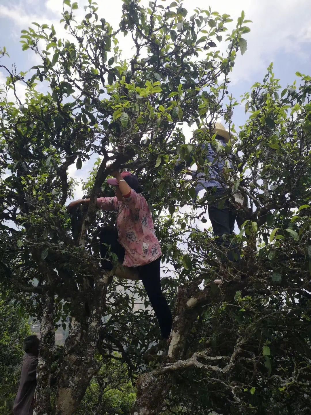 2023年寧洱擺尾箐古樹春茶特點(diǎn)是什么？