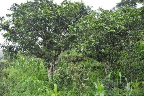 2023年鎮(zhèn)沅老海塘古樹春茶特點 是什么？