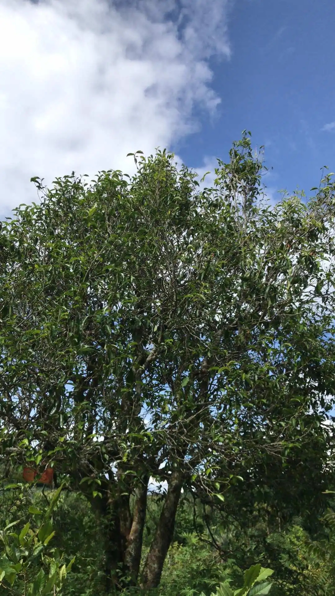 2023年鎮(zhèn)沅老烏山古樹春茶口感怎么樣？