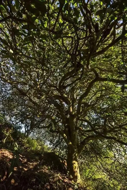 2023年鎮(zhèn)沅老烏山古樹春茶品質(zhì)如何？