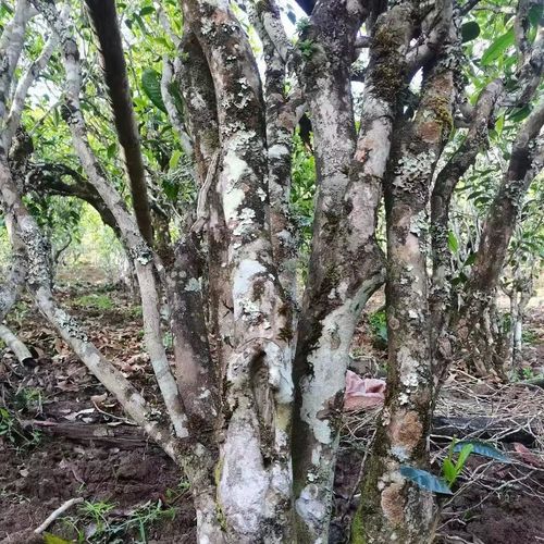 2023年鎮(zhèn)沅老烏山古樹春茶價格是多少？