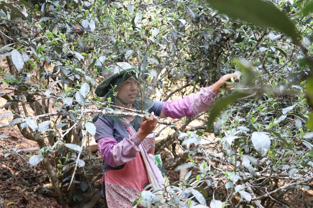 2023年普洱老安寨古樹春茶口感怎么樣？