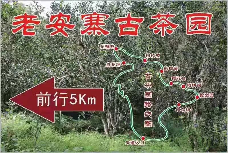 2023年普洱老安寨古樹春茶品質(zhì)如何？