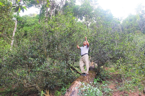 2023年普洱老安寨古樹春茶價格是多少？