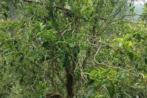 2023年千家寨古樹春茶口感怎么樣？