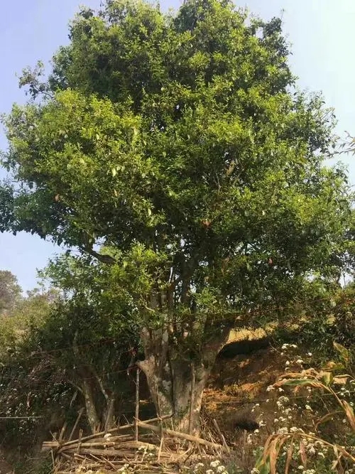 2023年千家寨古樹春茶特點(diǎn)是什么？