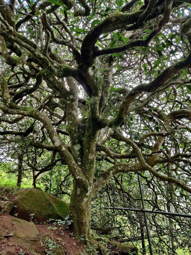 2023年千家寨古樹春茶品質(zhì)如何？