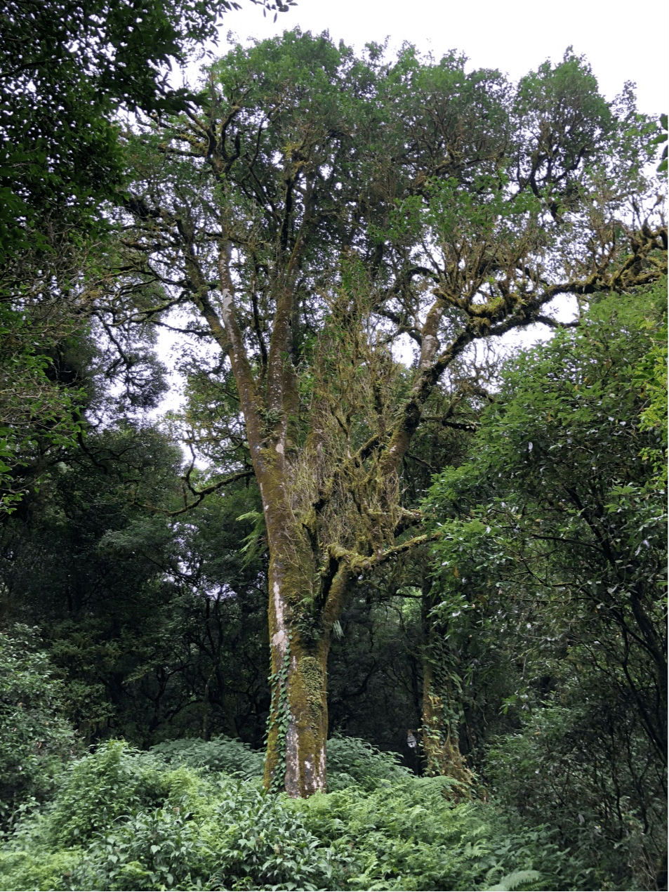 2023年千家寨古樹春茶價格是多少？