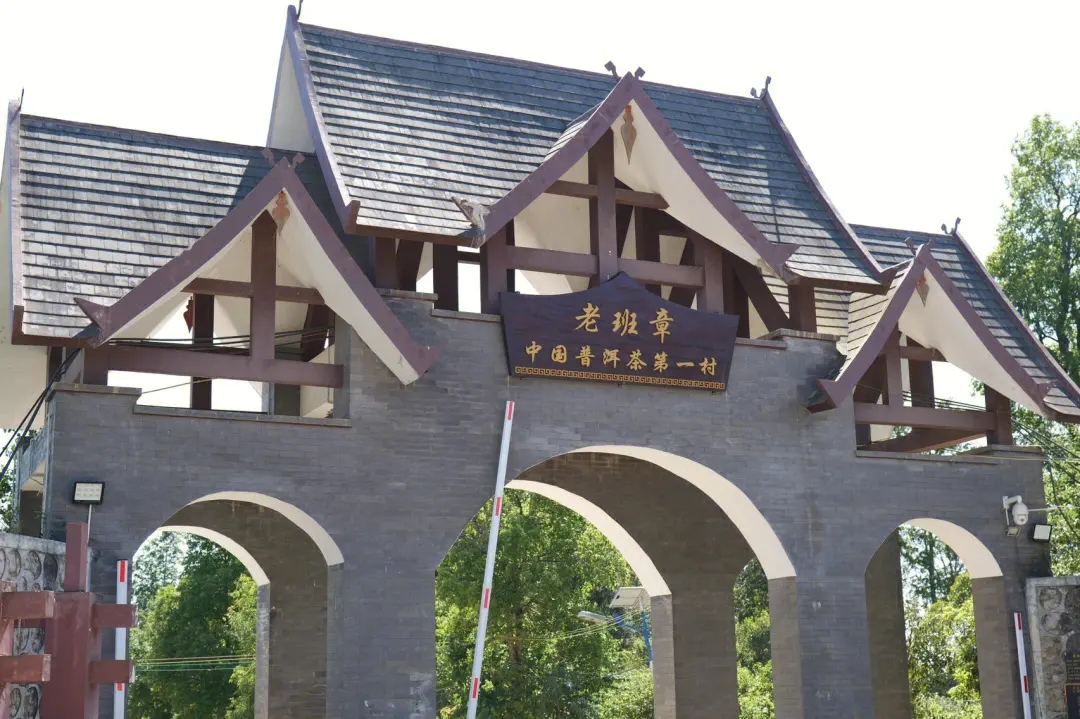 2024年老班章古樹春茶價格是多少？