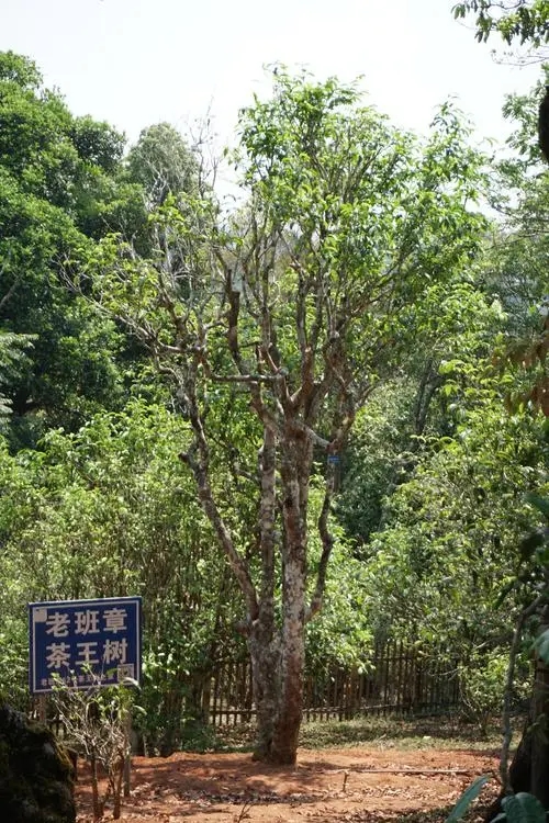 2024年老班章古樹春茶特點是什么？