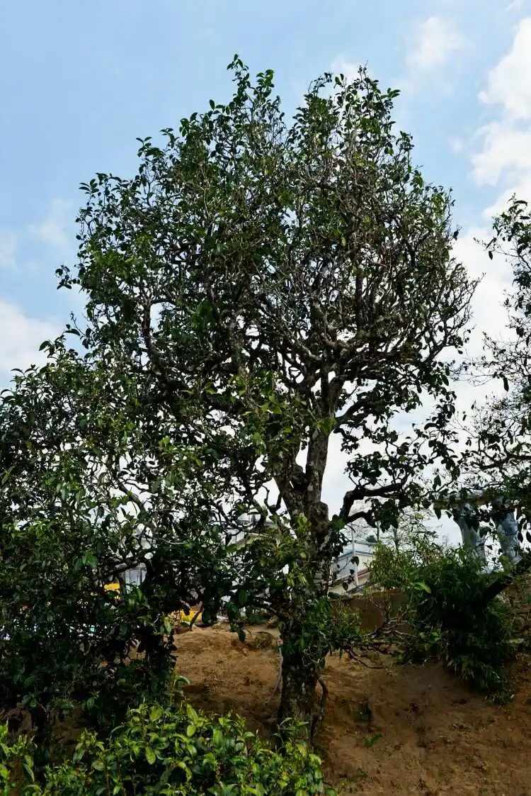 2024年冰島老寨古樹春茶口感是什么？