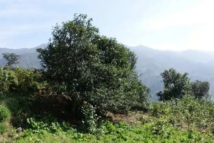 2024年冰島老寨古樹春茶特點是什么？