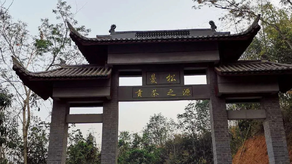 2024年曼松古樹春茶品質(zhì)如何？