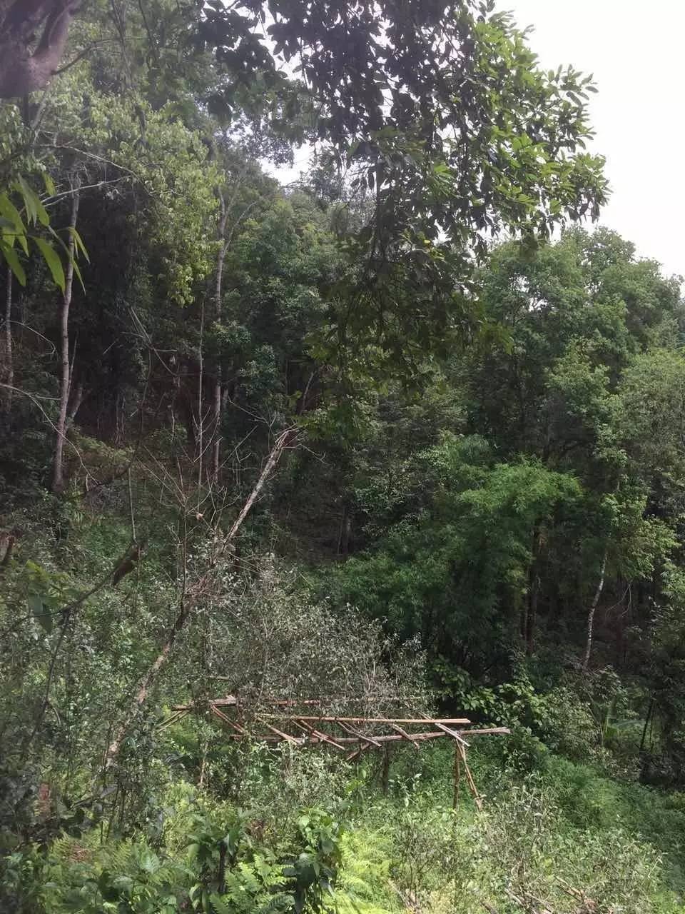 2024年曼松古樹春茶特點是什么？