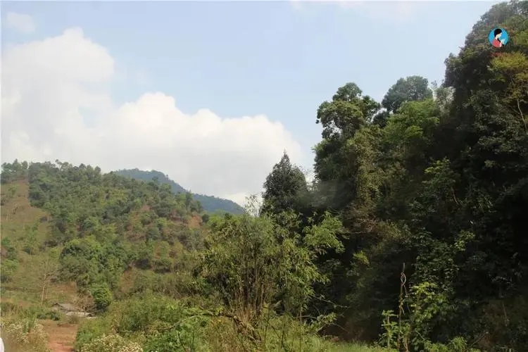 2024年薄荷塘古樹春茶品質(zhì)怎么樣？