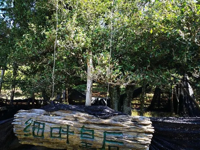 2024年困鹿山古樹春茶口感如何？