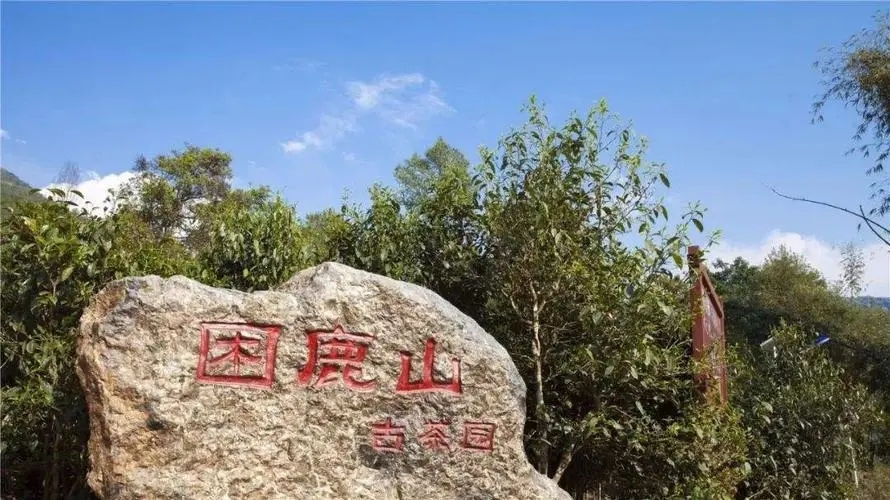 2024年困鹿山古樹春茶特點(diǎn)是什么？