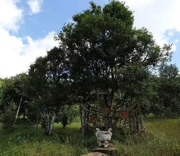 2024年困鹿山古樹春茶價(jià)格是多少？