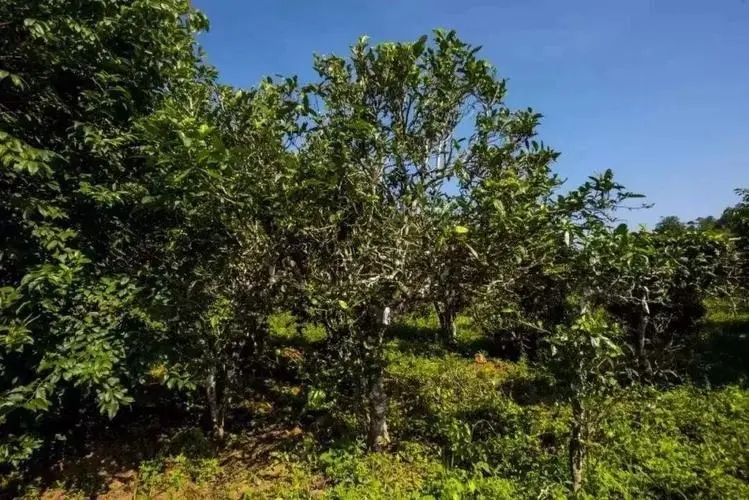 2024年迷帝古樹春茶特點(diǎn)是什么？