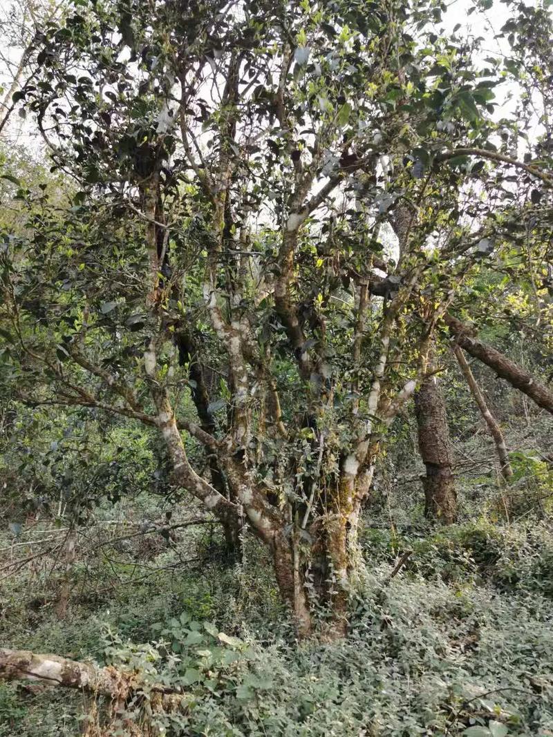 2024年迷帝古樹春茶口感如何？