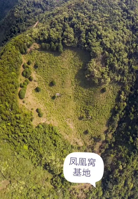 2024年墨江鳳凰窩古樹(shù)春茶口感如何?