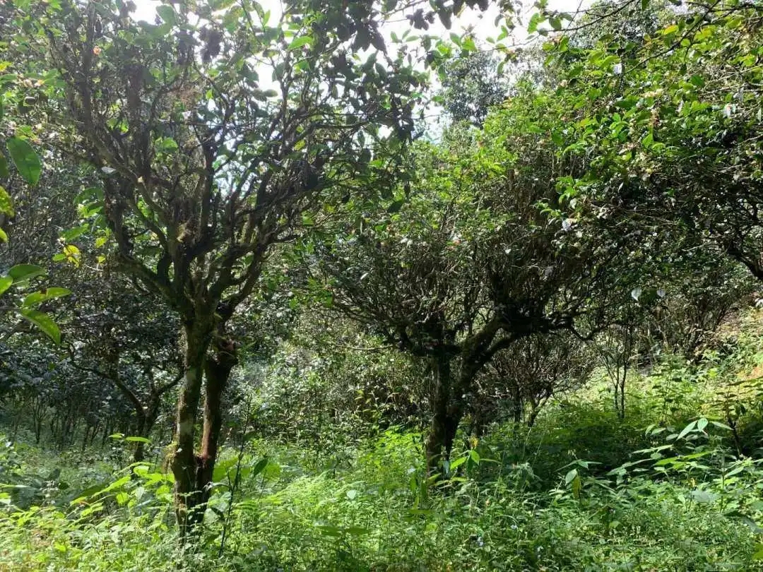 2024年墨江鳳凰窩古樹春茶品質(zhì)怎么樣？