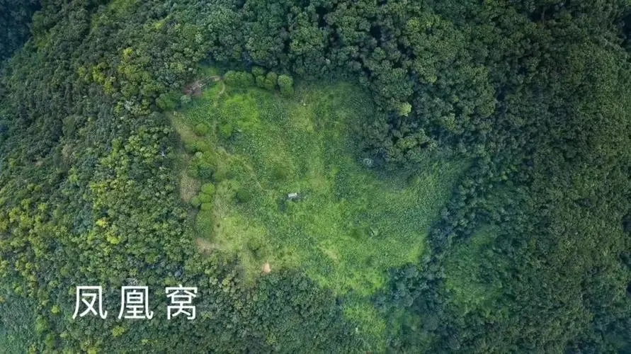 2024年墨江鳳凰窩古樹春茶價(jià)格是多少？