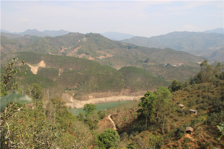 2024年昔歸古樹春茶口感是什么？