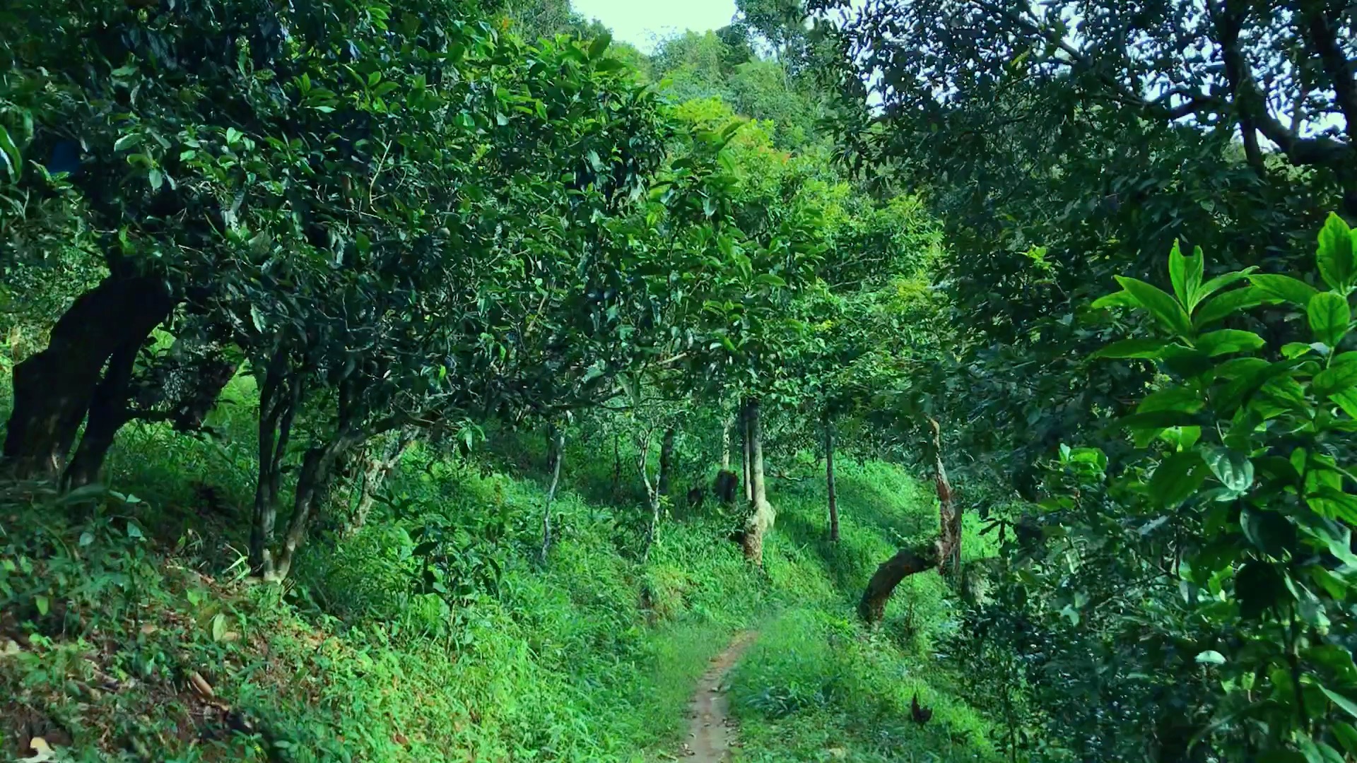 2024年磨烈古樹春茶品質(zhì)如何？