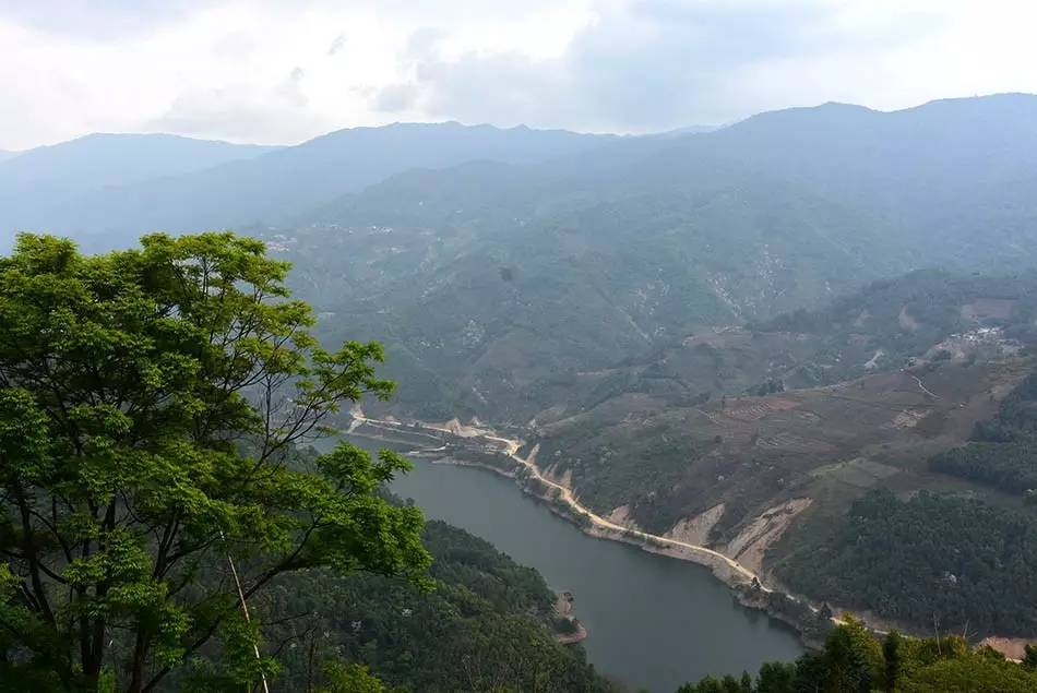 2024年磨烈古樹(shù)春茶多少錢(qián)一公斤？