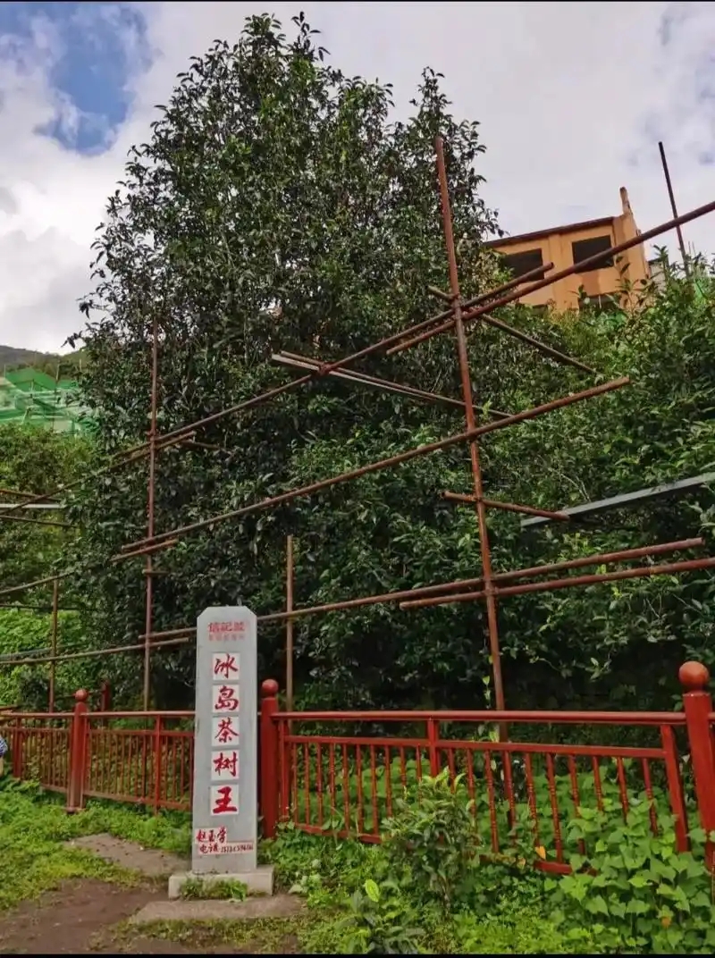 冰島老寨詳細(xì)介紹口感！