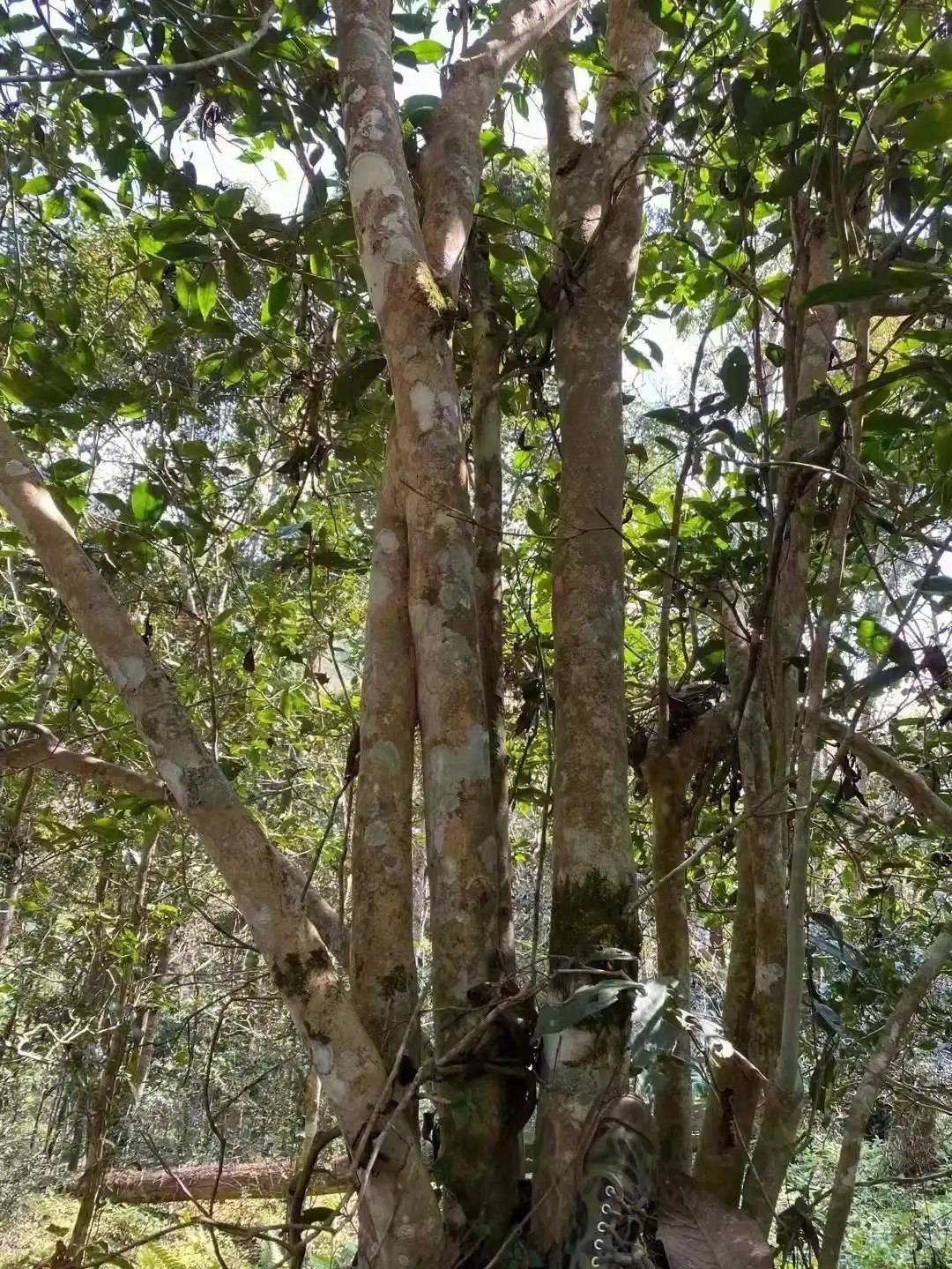 【薄荷塘】普洱茶為什么叫高桿茶？