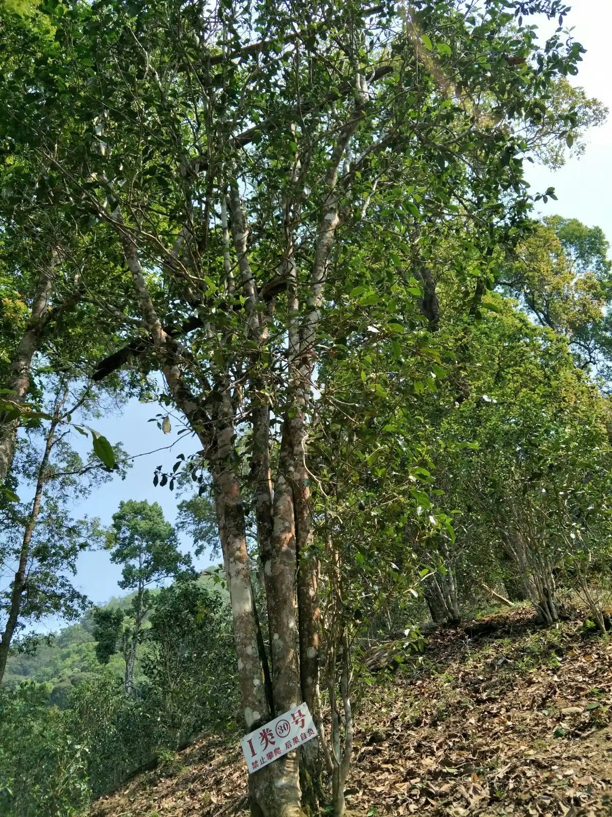 野境王者、普洱巔峰！薄荷塘成為普洱無(wú)冕之王的十大原因