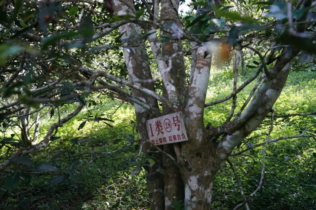 易武巔峰薄荷塘，普洱茶界最神奇最瘋狂的存在