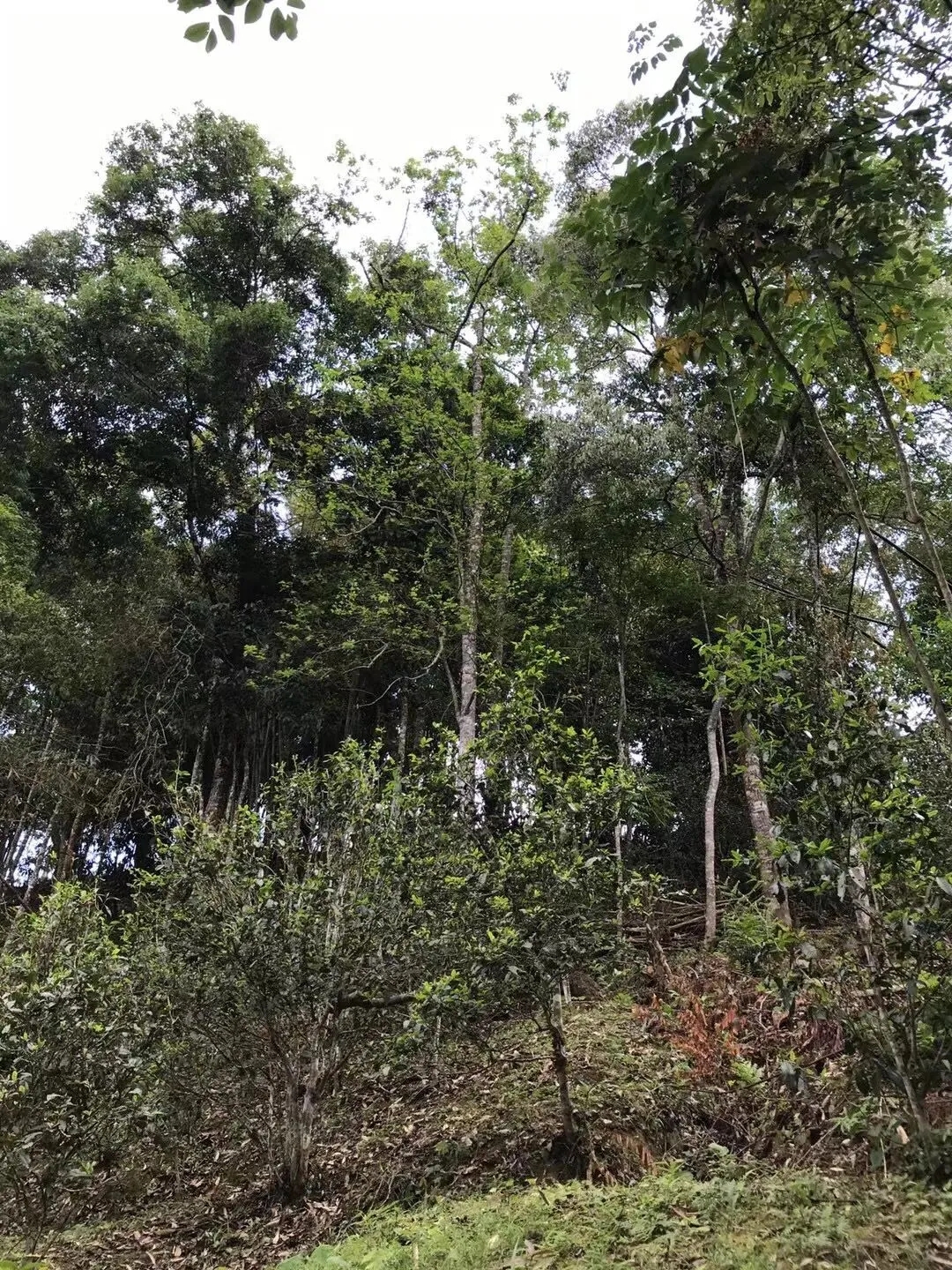 2025年易武古樹(shù)春茶口感如何？