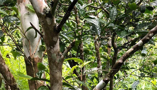 2025年易武古樹春茶品質(zhì)怎么樣？