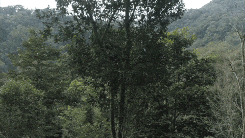 2025年易武古樹(shù)春茶價(jià)格是多少？