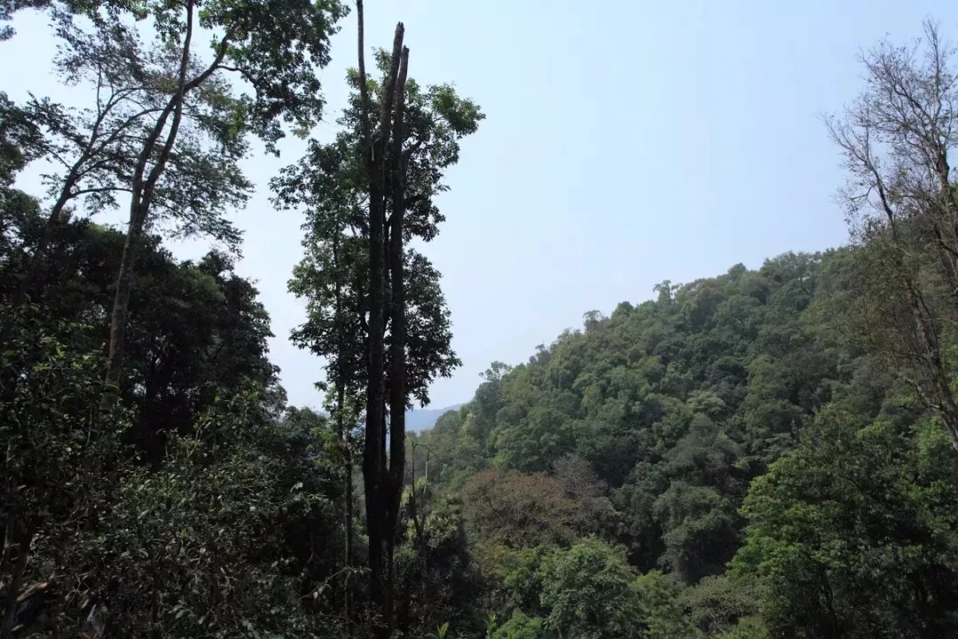 2025年易武古樹(shù)春茶多少錢(qián)一公斤？