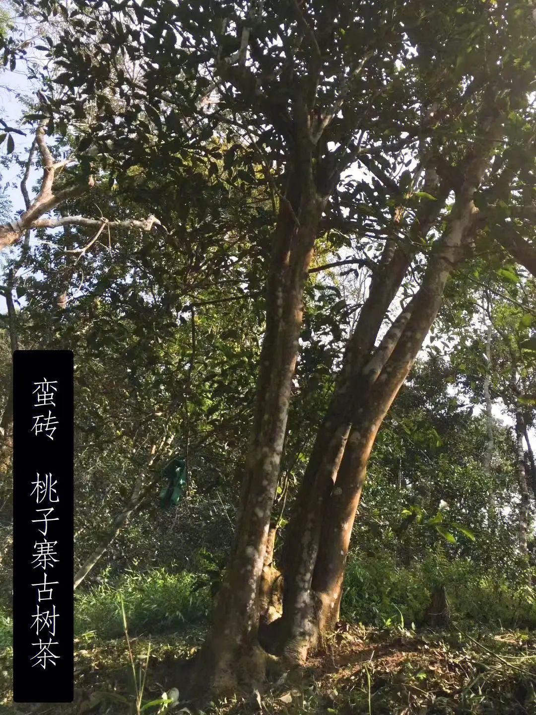 2025年蠻磚古樹(shù)春茶口感怎么樣？