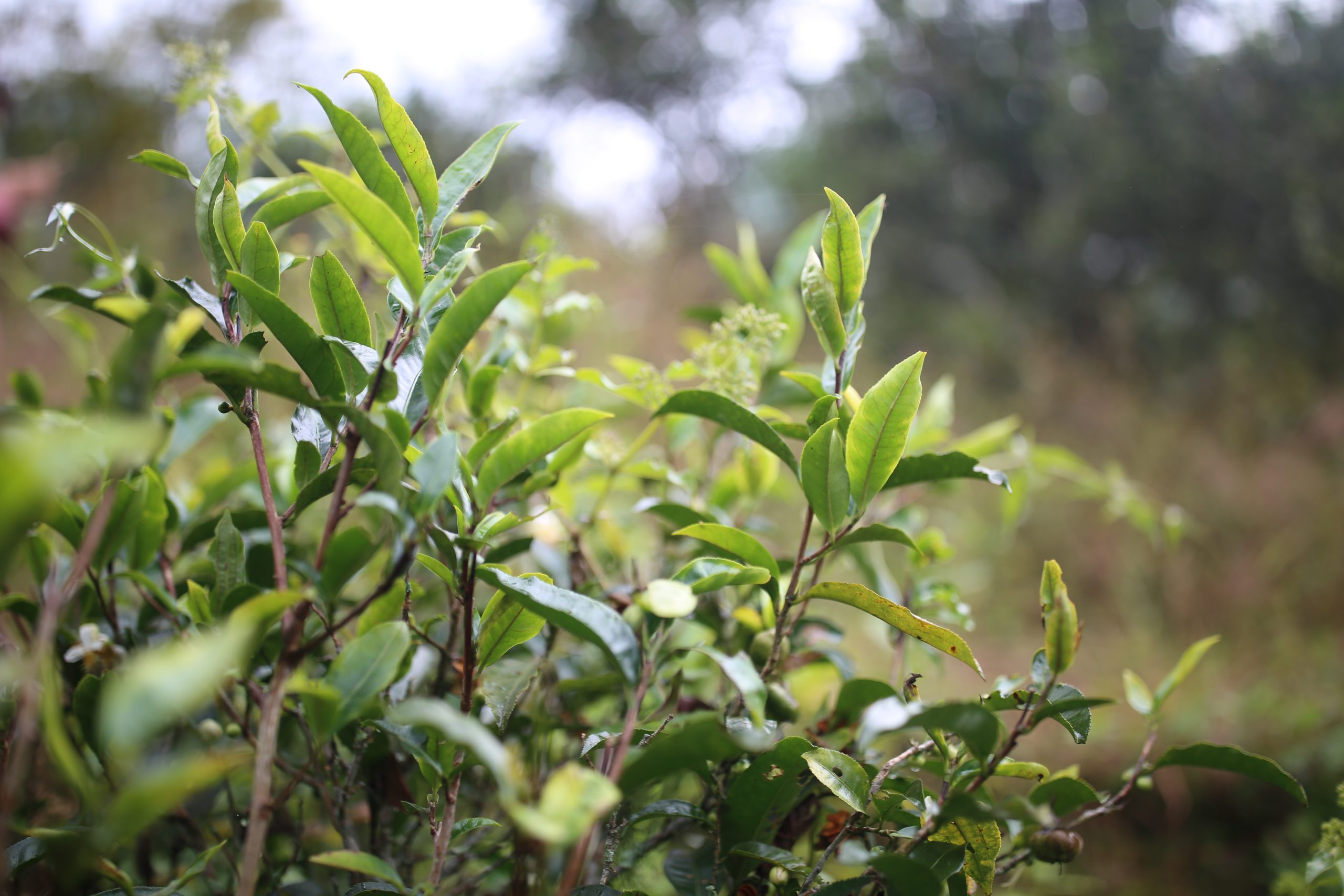 2025年蠻磚古樹(shù)春茶多少錢(qián)一公斤？