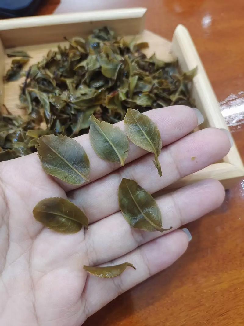 倚邦頭春茶，小葉種的春天