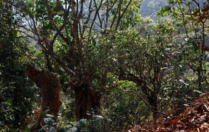 先有莽枝牛滾塘，之后才有普洱府